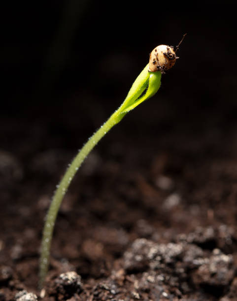 istock A tomato comes from a seed in the ground in the spring. Macro 1976827169