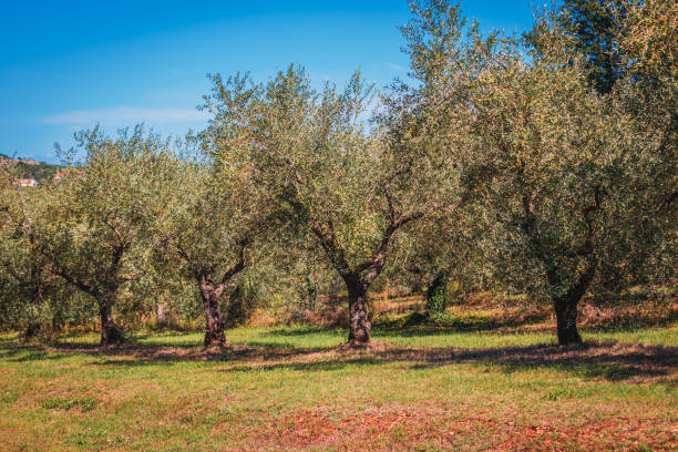 istock Rows of olive tree field in Croatia 1976831995