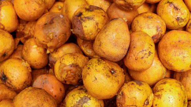 istock piles of rotten oranges 1976838807