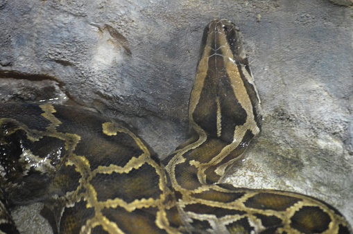 exotic snake reticulated python close up