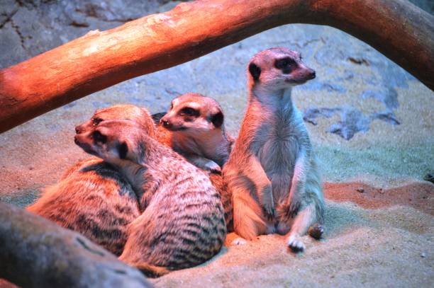istock meerkat family 1976866180