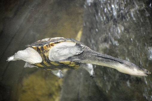 exotic turtle in the aquatic environment