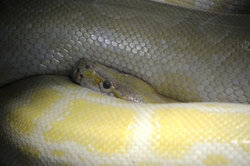 exotic snake yellow reticulated python