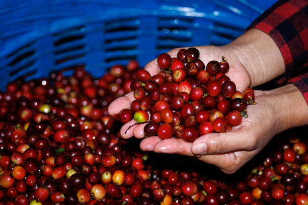 fresh red raw berries coffee beans on holding hand farmer,organic coffee beans agriculture harvesting farmer concept - coffee crop farmer equality coffee bean imagens e fotografias de stock