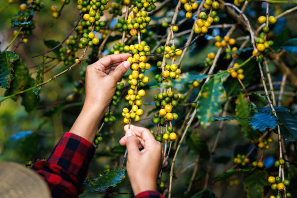 agricultor usando as mãos para pegar grãos de café amarelo no galho na plantação de café no vale, projeto de plantio de café na floresta - coffee crop farmer equality coffee bean - fotografias e filmes do acervo