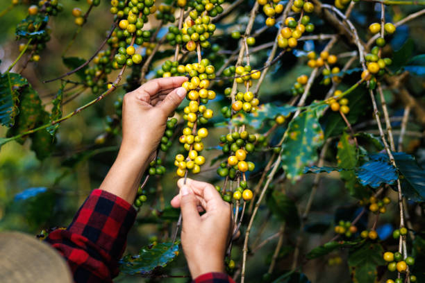 фермер собирает желтые кофейные зерна на ветке кофейной плантации в долине, проект по посадке кофе в лесу - coffee crop farmer equality coffee bean стоковые фото и изображения