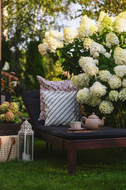 istock garden bench with tea and pillows decor. Blooming hydrangeas paniculata Polar bear. Summer patio and outdoor spaces. 1976882523