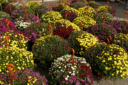 Colourful flower bed in summer at the Federal Garden Show in Erfurt 2021.
