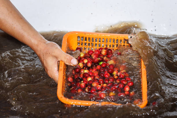 farmer myje czerwone surowe ziarna kawy za pomocą systemu wodnego - coffee crop farmer equality coffee bean zdjęcia i obrazy z banku zdjęć