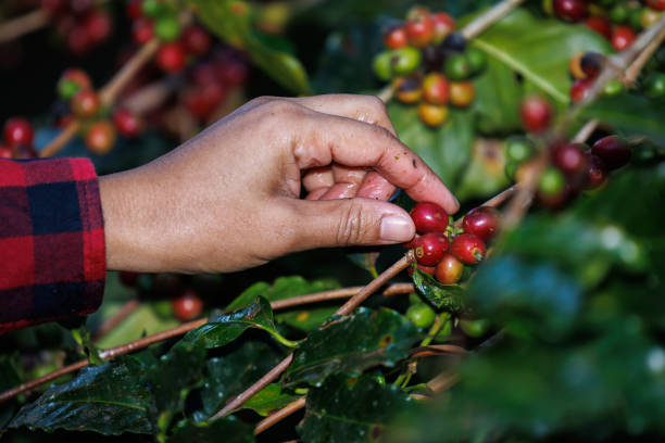 계곡의 커피 농장 가지에서 생 체리 커피 원두를 수확하는 농부, 태국 치앙마이의 doi thep sadet didtrict의 숲에서 커피 심기 프로젝트, - coffee crop farmer equality coffee bean 뉴스 사진 이미지