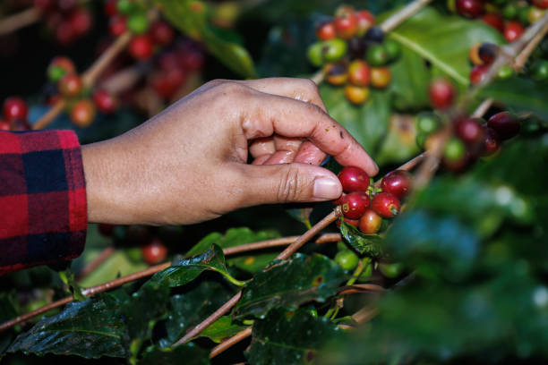 farmer  picking up raw cherry coffee beans on the branch in the coffee plantation in the valley, coffee planting project in the forest at doi thep sadet didtrict, chiang mai, thailand, - coffee crop farmer equality coffee bean imagens e fotografias de stock