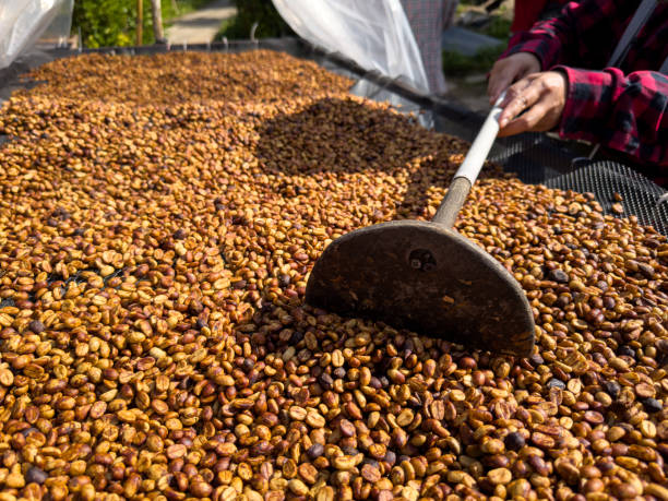 istock farmer shecking  honey coffee beans natural sun dry process. 1976888542