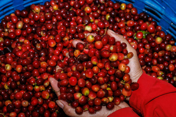 fresh red raw berries coffee beans on holding hand farmer,organic coffee beans agriculture harvesting farmer concept - coffee crop farmer equality coffee bean imagens e fotografias de stock