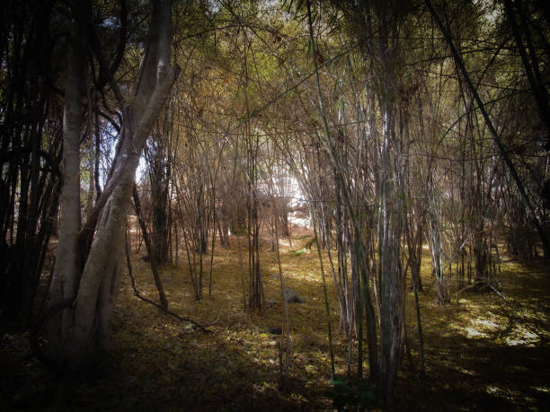 istock Khao Nang Phanthurat Forest Park, Cha-am District, Phetchaburi, Thailand 1976888970