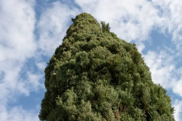 Photo of Low angle of a tall Italian cypress tree