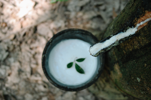 natural rubber from tree