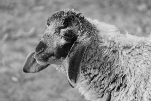A grayscale of a sheep with very long wool