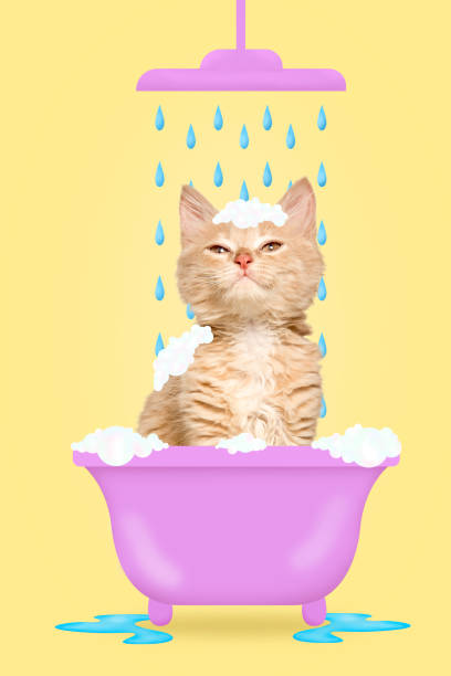 istock Modern aesthetic artwork. Fluffy white-orange kitten playfully batting at cluster of iridescent soap bubbles that cling to its head like crown. Pet grooming. 1976934803