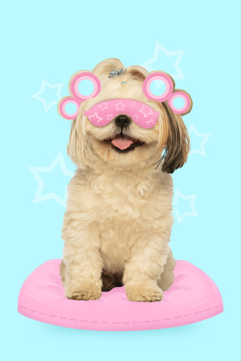Modern aesthetic artwork. Small dog, purebred Shih-Tzu sitting on pink pillow wearing a pink eye mask and has its ears perked up. Concept of pet grooming, animal spa, veterinary, pet lovers. Ad