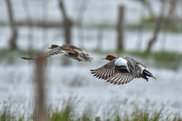 istock Eurasian wigeon is a beautiful duck 1976935248