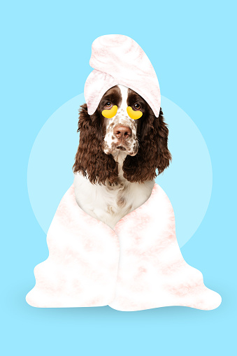 Contemporary art collage. Dog wrapped in towel and wearing and hydrogel moisturized eye-patches against blue background. Concept of animal, domestic life, pets lovers, grooming, veterinary. ad