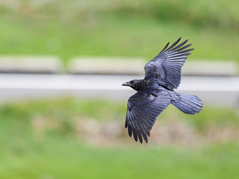 A northern raven in flight on a sunny day in summer in the alps in South Tyrol (Italy)