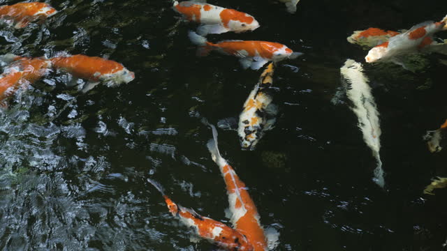 Beautiful colorful koi fish in a koi pond. Freshwater fish that live together in peace and relaxation.