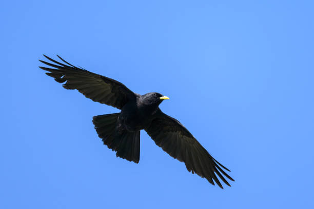 istock Alpine Chough flying on a sunny day blue sky 1976955556