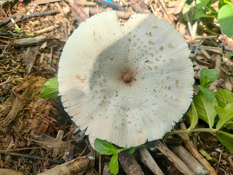 white fungus found on bushes
