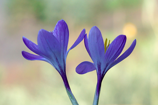 Two flowers of crocus photo