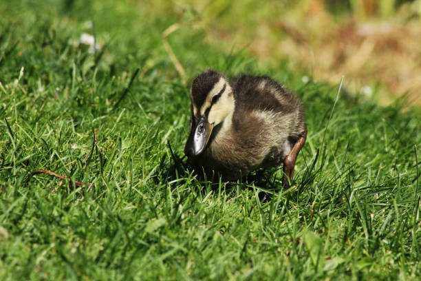A baby duckling out on a stroll in the grass