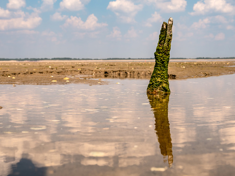 Weathered piece of wood in puddle on tidal flats at low tide of North Sea in Slijkgat, Stellendam, Zuid-Holland, Netherlands