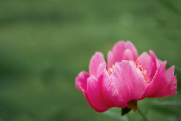 Pink bright rose flowers on a green background in the summer garden. Selective focus. Content for the site, postcards, banners, congratulations.