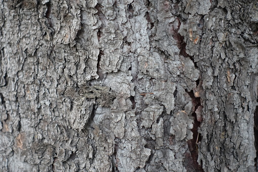 Backdrop - scaly gray bark of European spruce tree