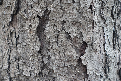 Close shot of dry gray bark of European spruce tree