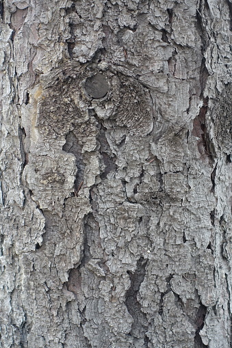 Flaking surface of dry gray bark of European spruce tree