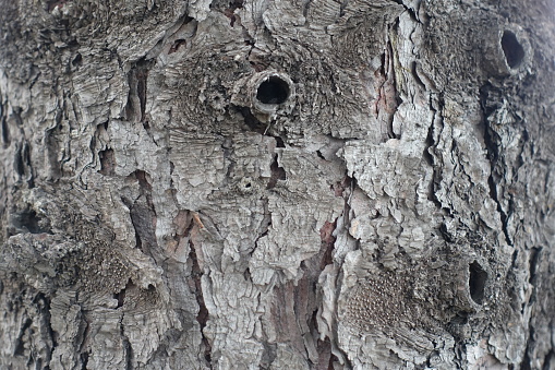 Scaly surface of dry gray bark of European spruce tree