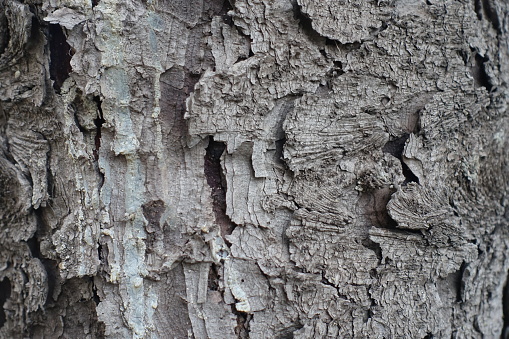 Texture of gray bark of European spruce tree