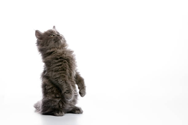 istock A cute gray fluffy kitten on a white background, stands on its hind legs and catches copy space with its paws, advertising banner. 1977035965