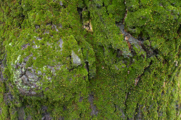 istock Green moss on wet bark of linden tree 1977039645