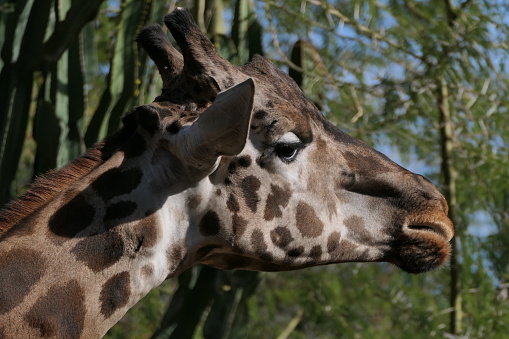 Giraffe : biopark, Valencia