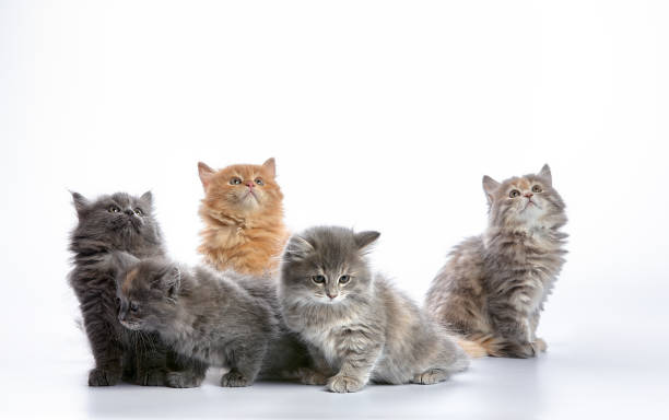 istock group portrait cute 5 week old kittens looking in different directions isolated on white background 1977044084