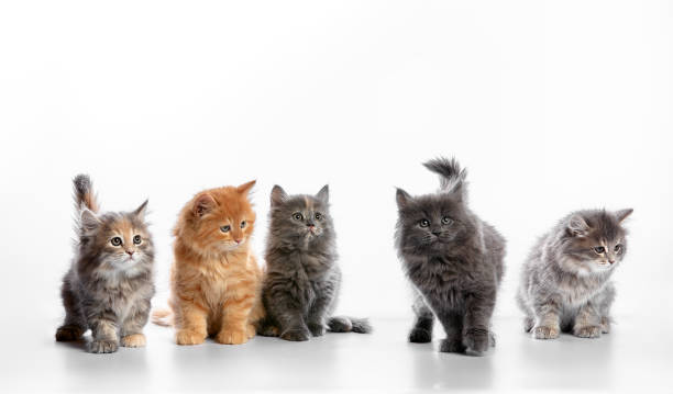 istock group portrait cute 5 week old kittens looking in different directions isolated on white background 1977046572