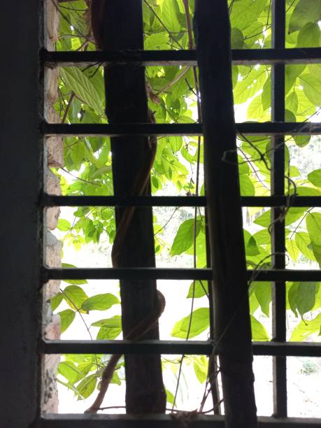 Green leaves hanging vines climbing epiphytic plant, Green plant hanging from tris