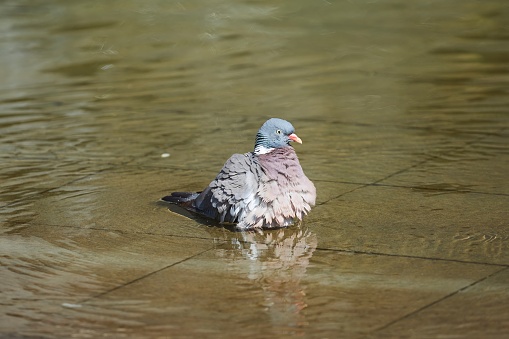 A pigeon bird swims in a pond in the park during the summer heat. Animal rescue from the scorching sun in the south.