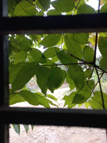 istock Green leaves hanging out side of window 1977054561
