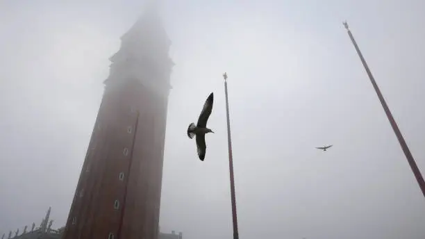 Venice in winter fog. Piazza San Marco, St Mark's Campanile with birds.