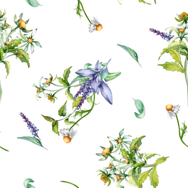 istock Sage herbal plant, bur-marigold watercolor seamless pattern isolated on white background. Salvia, nettle, chamomile, daisy useful flowers hand drawn. Design for label, package, home textile, wrapping 1977063597