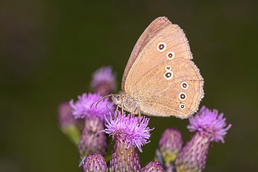 The ringlet butterfly - Aphantopus hyperantus resting on Cirsium arvense the creeping thistle or field thistle