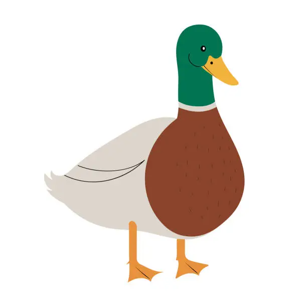 Vector illustration of Mallard duck